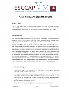 Fleas Information Sheet