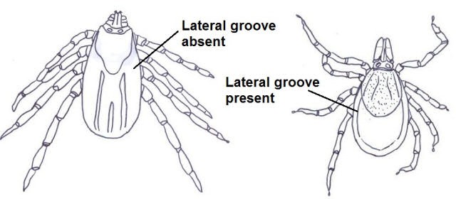 Lateral groove