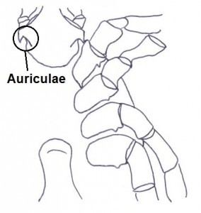 Auriculae